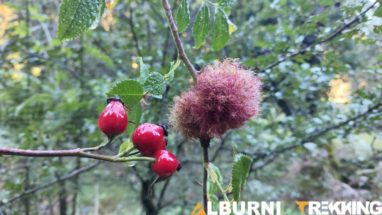 pausa escursionisti nel bosco